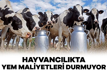 Hayvancılıkta yem maliyetleri durmuyor.