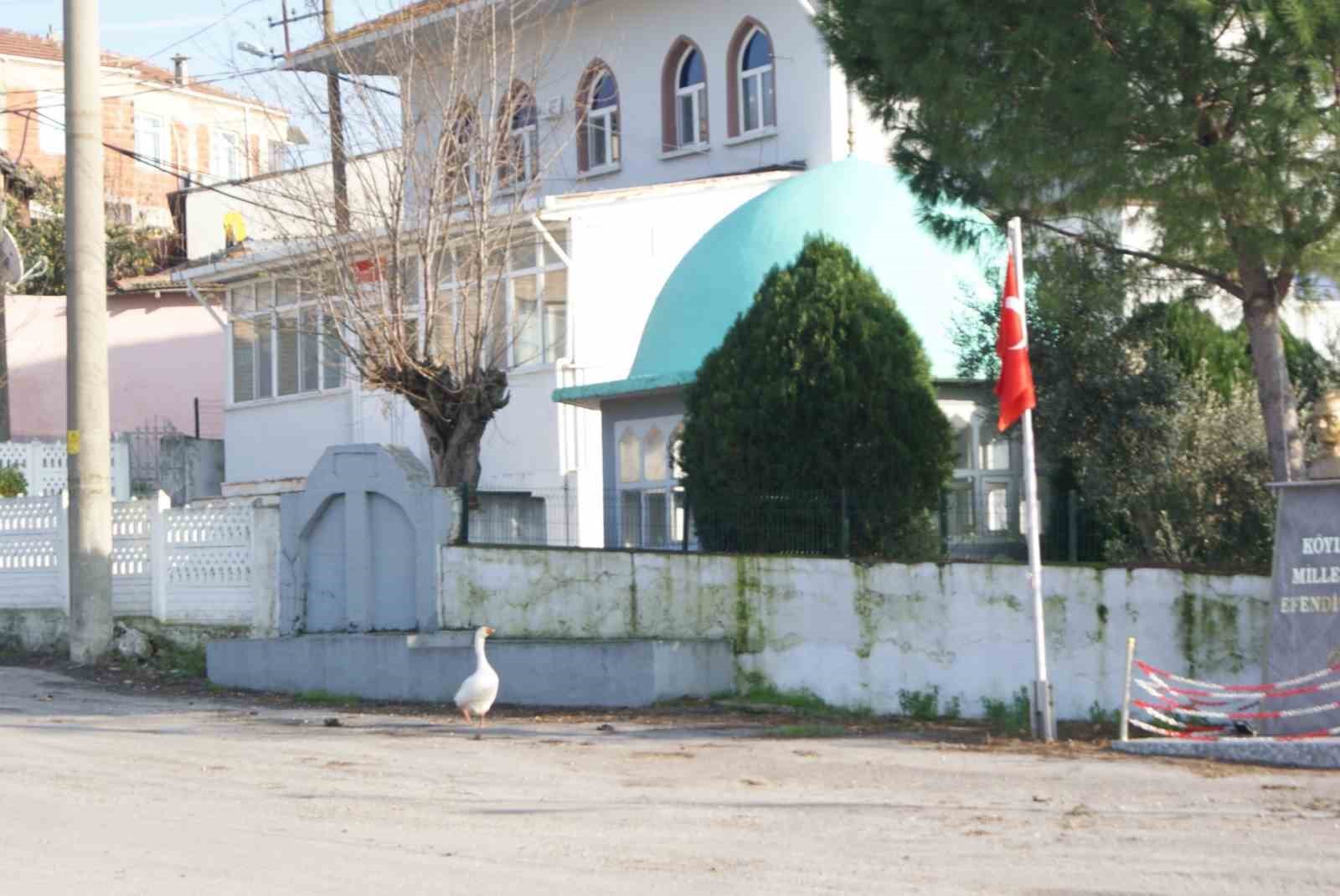 Balıkesir’in Manyas ilçesinde bir