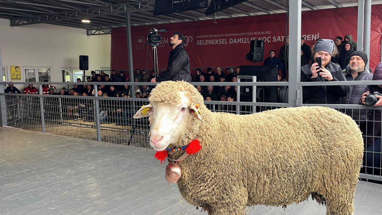 Koyunculuk Araştırma Enstitüsü’nün her yıl gerçekleştirdiği, Geleneksel Damızlık Koç Satış