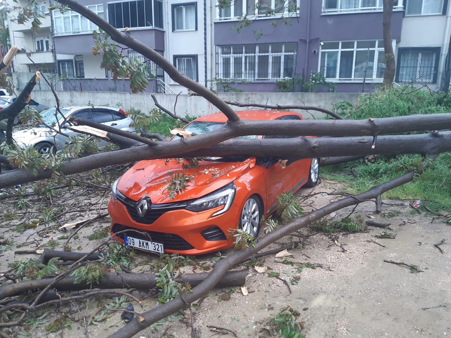 Balıkesir’in Bandırma İlçesinde meydana gelen olayda kökü çürüyen bir ağaç,