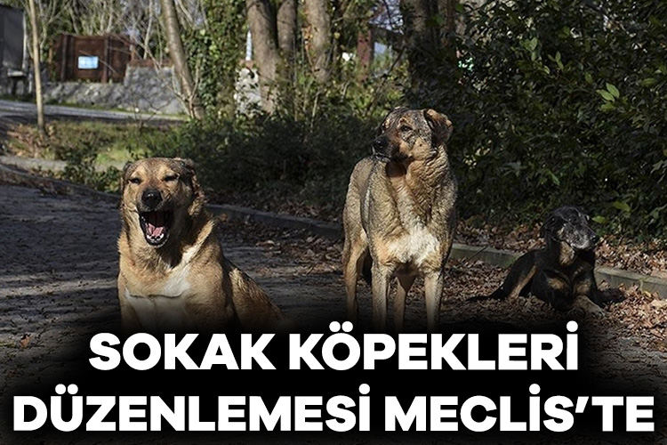 Adalet Bakanı Yılmaz Tunç, sokak köpekleri düzenlemesiyle ilgili taslak çalışmanın