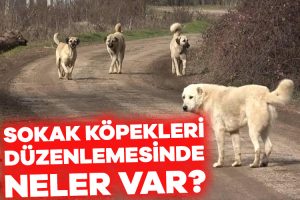 Taslağın detayları ortaya çıktı: Sokak köpekleri düzenlemesinde neler var?