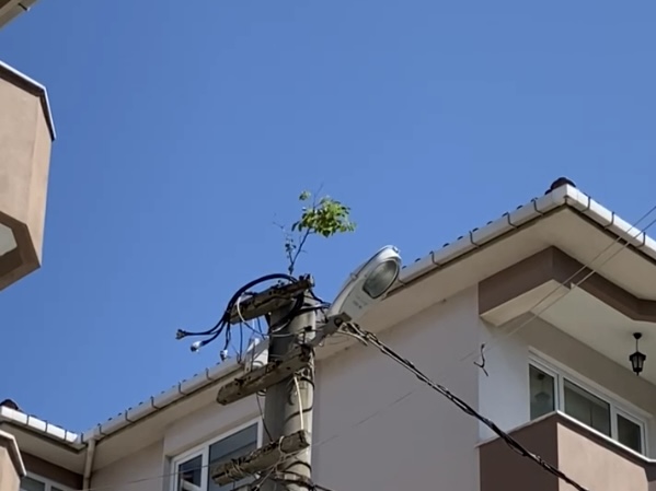 Balıkesir’in Gönen ilçesinde sıradışı bir olay yaşandı. Elektrik direğinin tepesinde