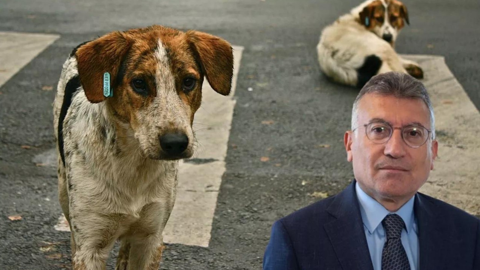 Uzun süredir tartışmaların odağında olan başıboş köpeklerin uyutulmasıyla ilgili konu