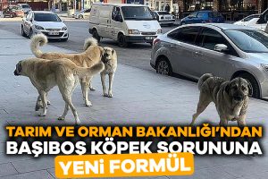 Tarım Bakanlığı’ndan başıboş köpek sorunu için yeni formül: Mobil kısırlaştırma