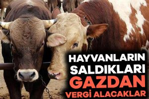 Çiftlik hayvanlarının saldığı gazlar için vergi alacaklar