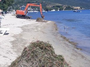 Balıkesir’in Erdek ilçesinde yapılan plaj temizliği sırasında koruma altındaki deniz