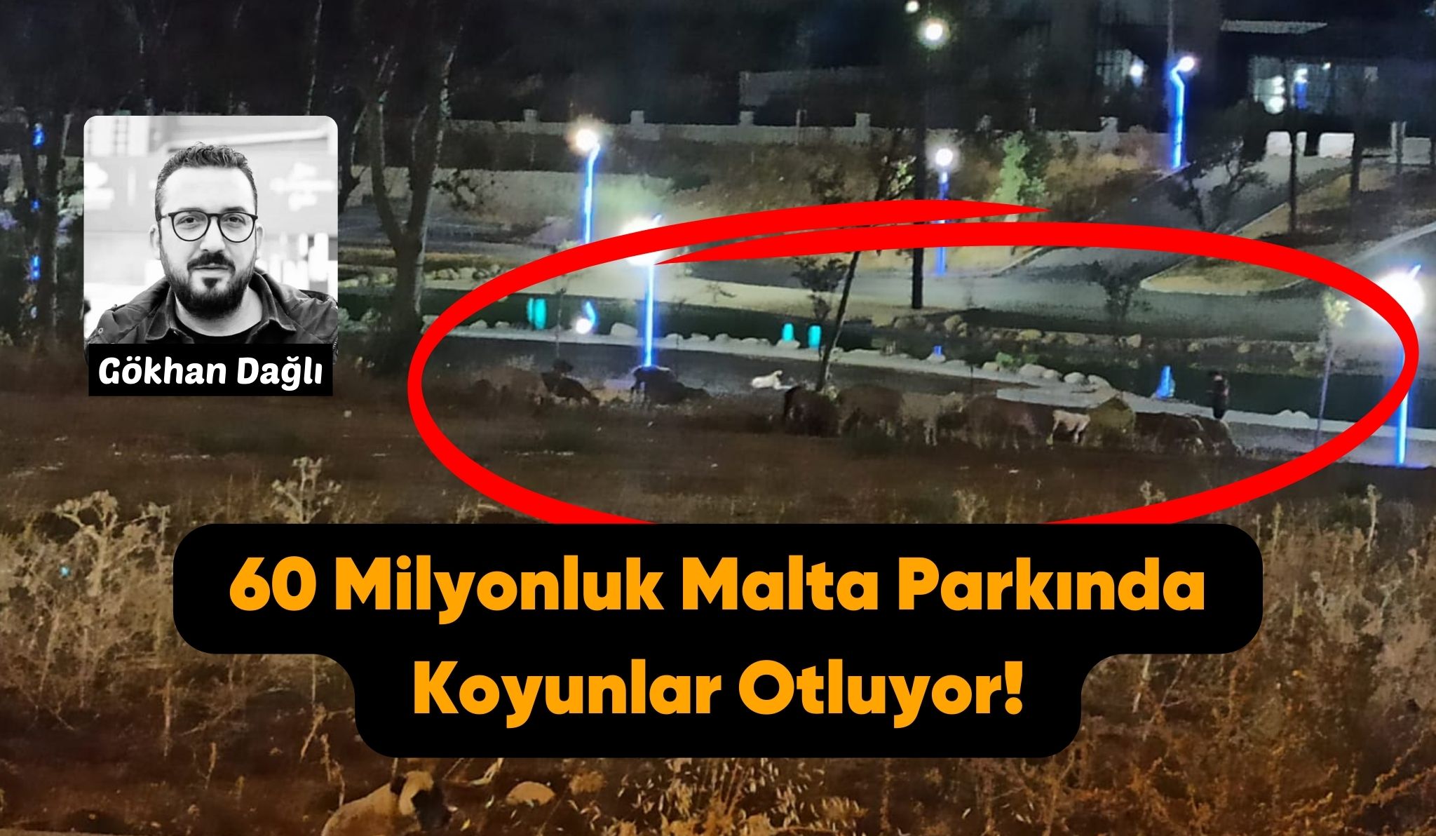 60 Milyonluk Malta Parkında Koyunlar Otluyor