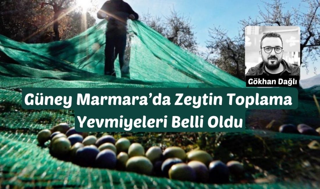 Yaklaşan zeytin hasadı öncesi