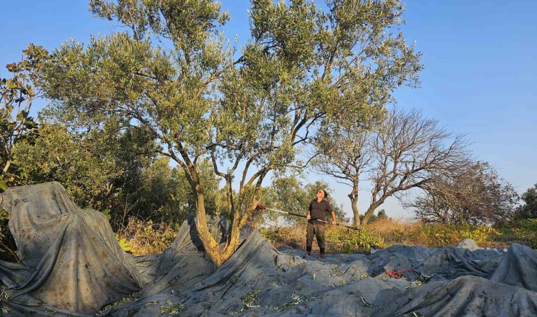 Güney Marmara’nın tarımsal merkezleri