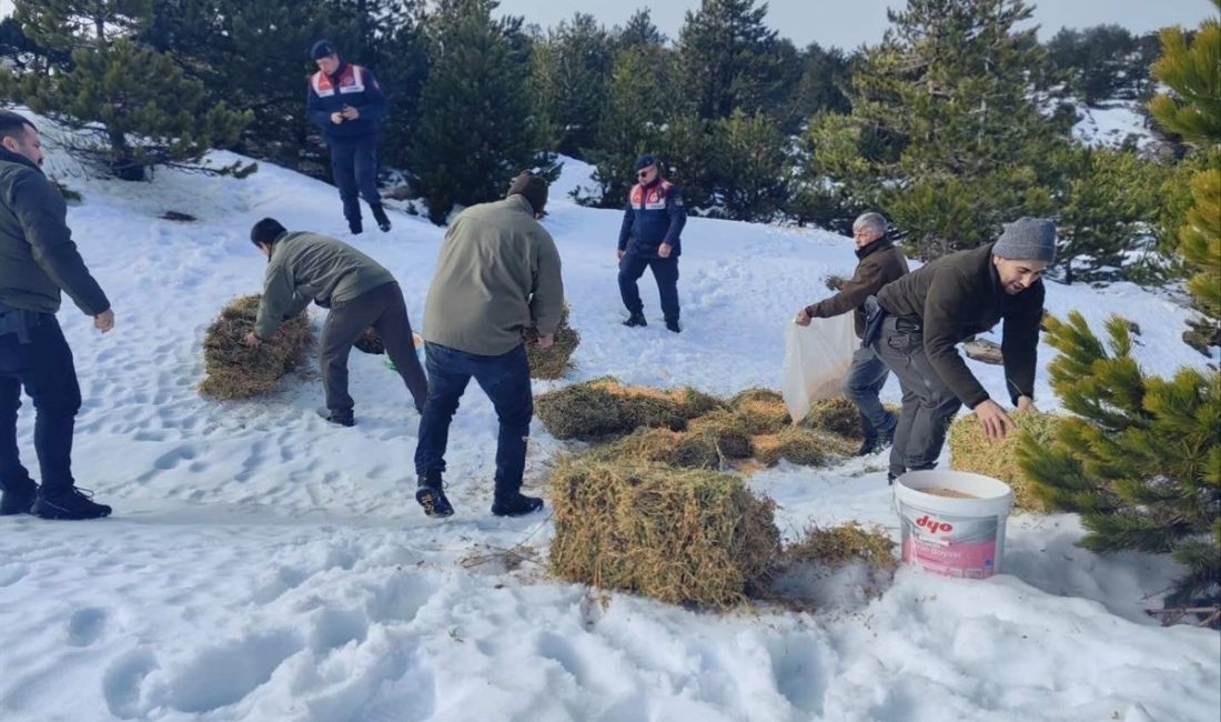 Balıkesir’in dağlarındaki yaban hayvanları için jandarma ekiplerince yemleme yapıldı.