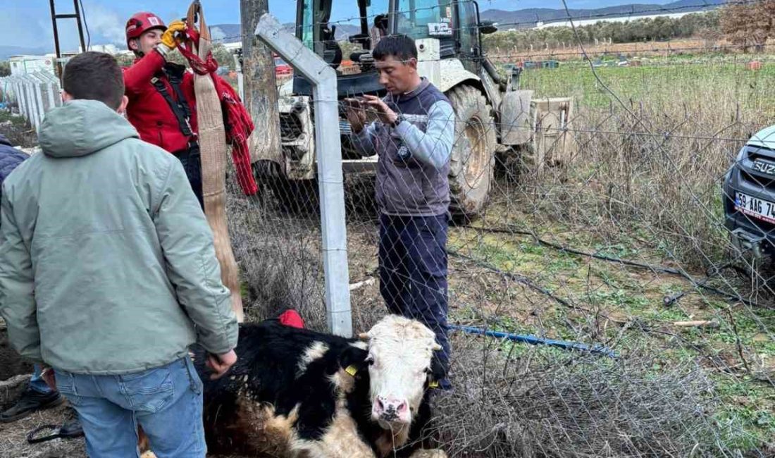 Balıkesir’in Gömeç ilçesinde bir çiftlikte su kuyusuna düşen inek, itfaiye