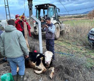 Balıkesir’in Gömeç ilçesinde bir çiftlikte su kuyusuna düşen inek, itfaiye