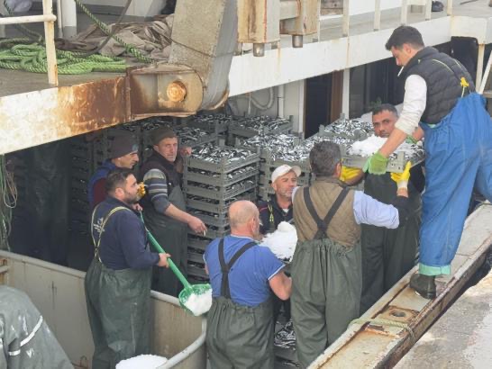 Balıkesir’in Erdek ilçesinde gece denize açılan balıkçılar ağlarını dolu çekti.