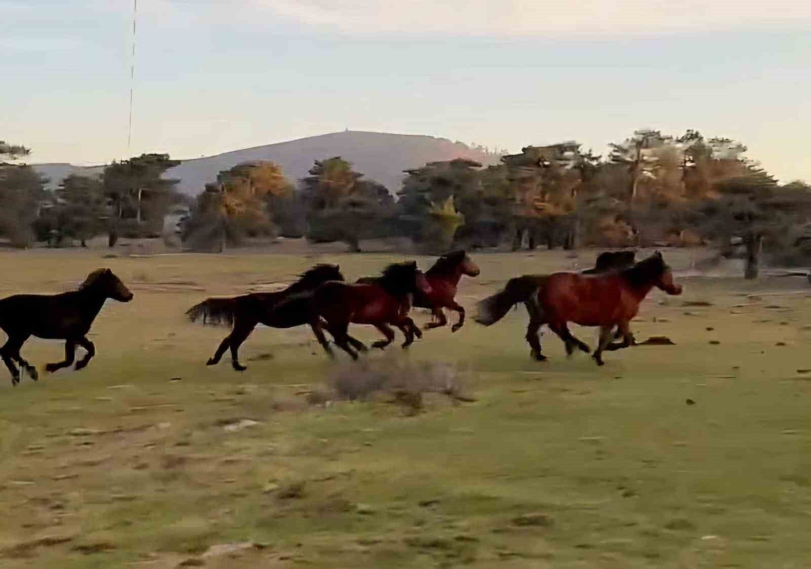 Doğada özgürlüğün simgesi olan yılkı atları, uzun yıllardır varlıklarını sürdürdükleri