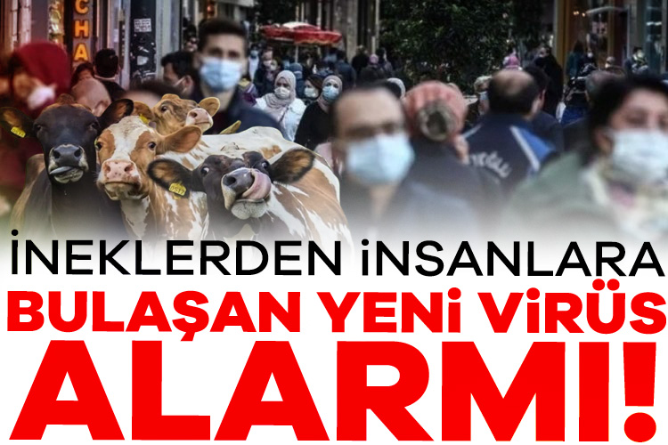 ABD'nin Nevada eyaletindeki bir süt sığırı sürüsünde, insanlara bulaşma riski